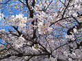 0403 (29)_thumb.jpg